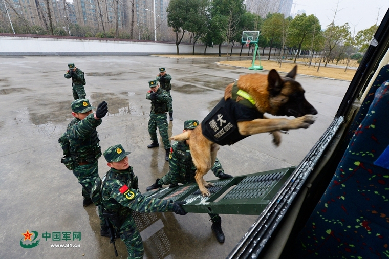 探秘下雨天鸭子的神秘行为：站着不动的背后真相 